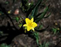 Yellow veld flower