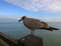 Young seagull close up
