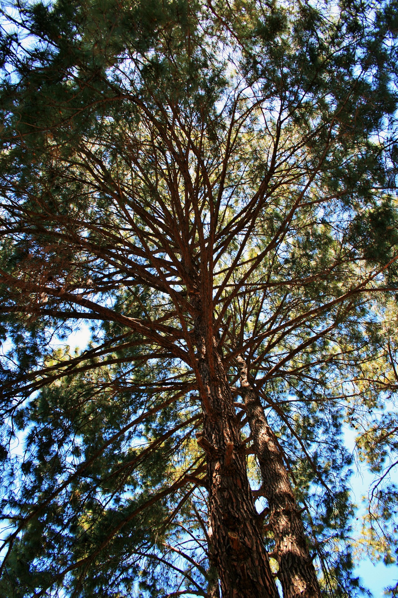 Un copac de pin
