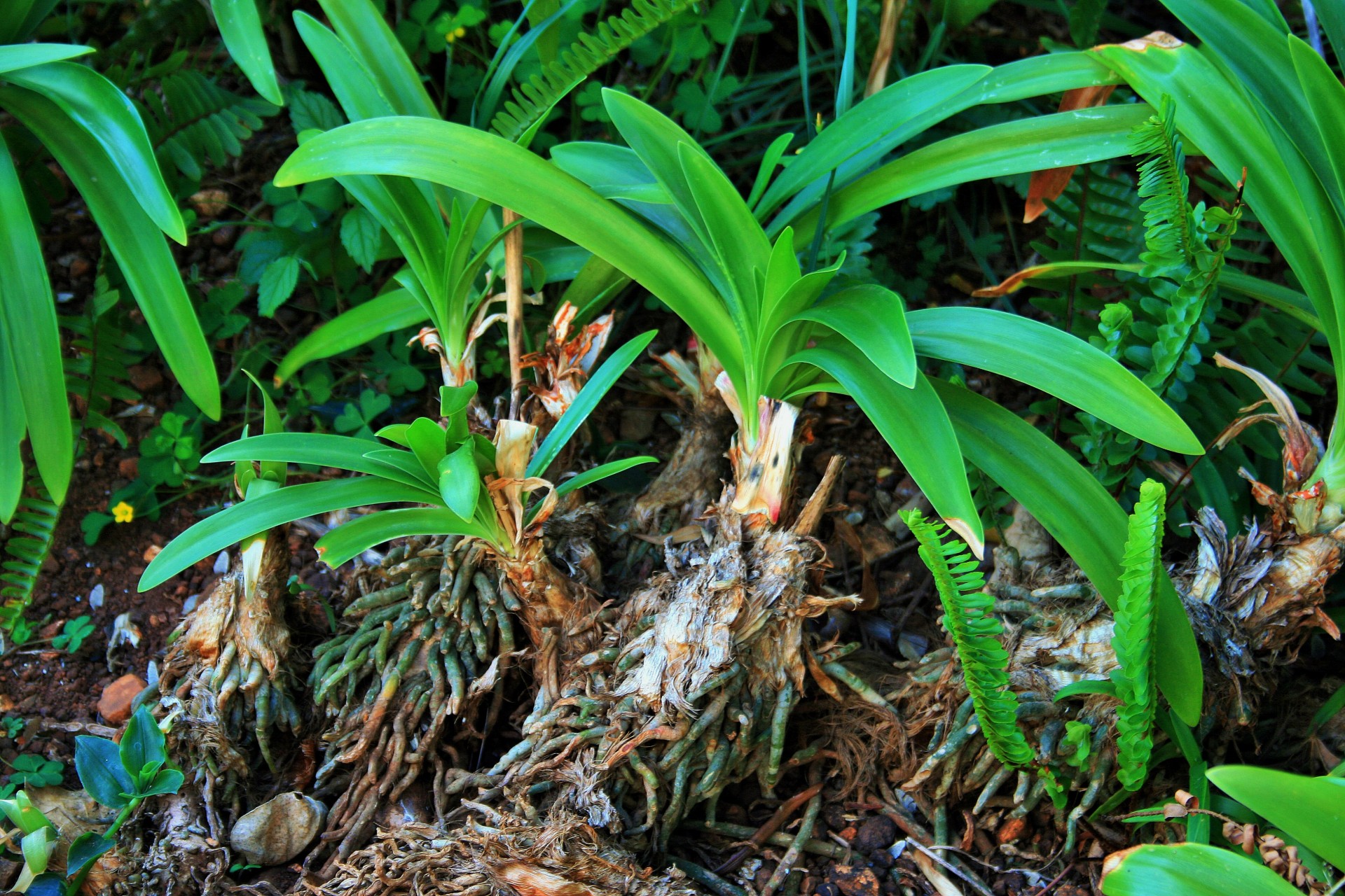 Agapanthus cu masa rădăcină extern
