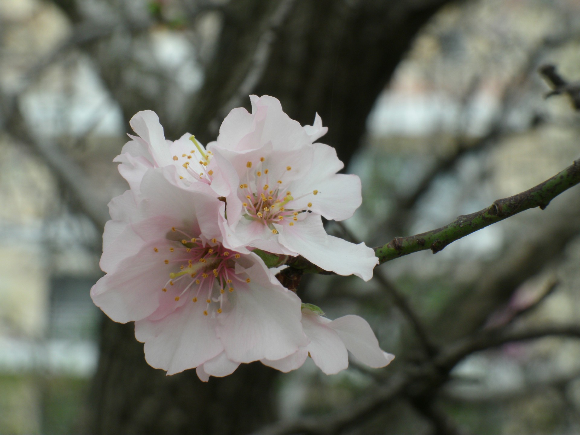 Almond floare copac