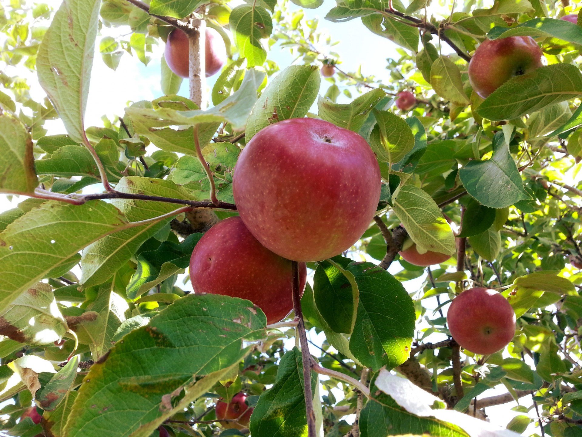 Apple a Harvest