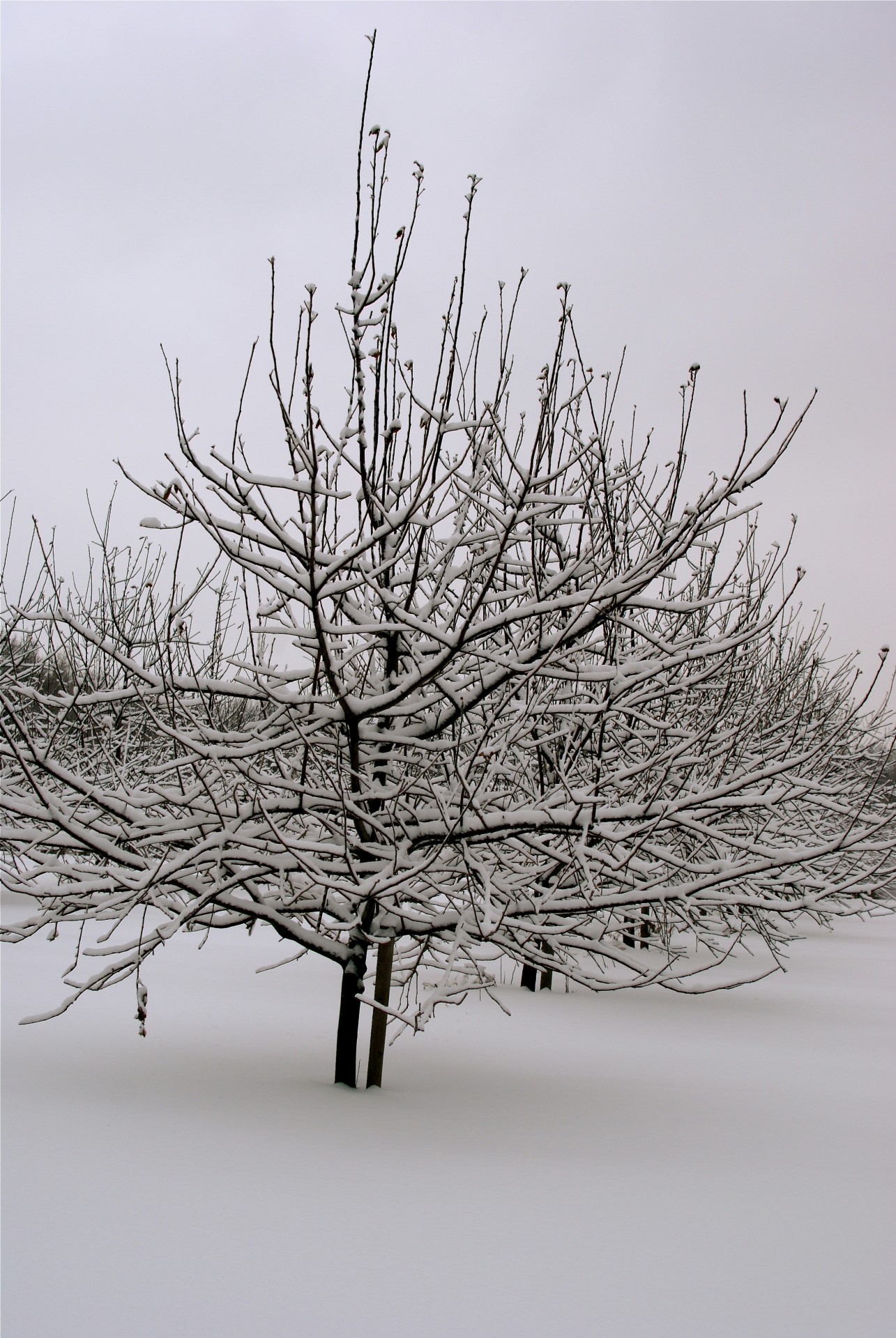 Copaci de mere din zăpadă