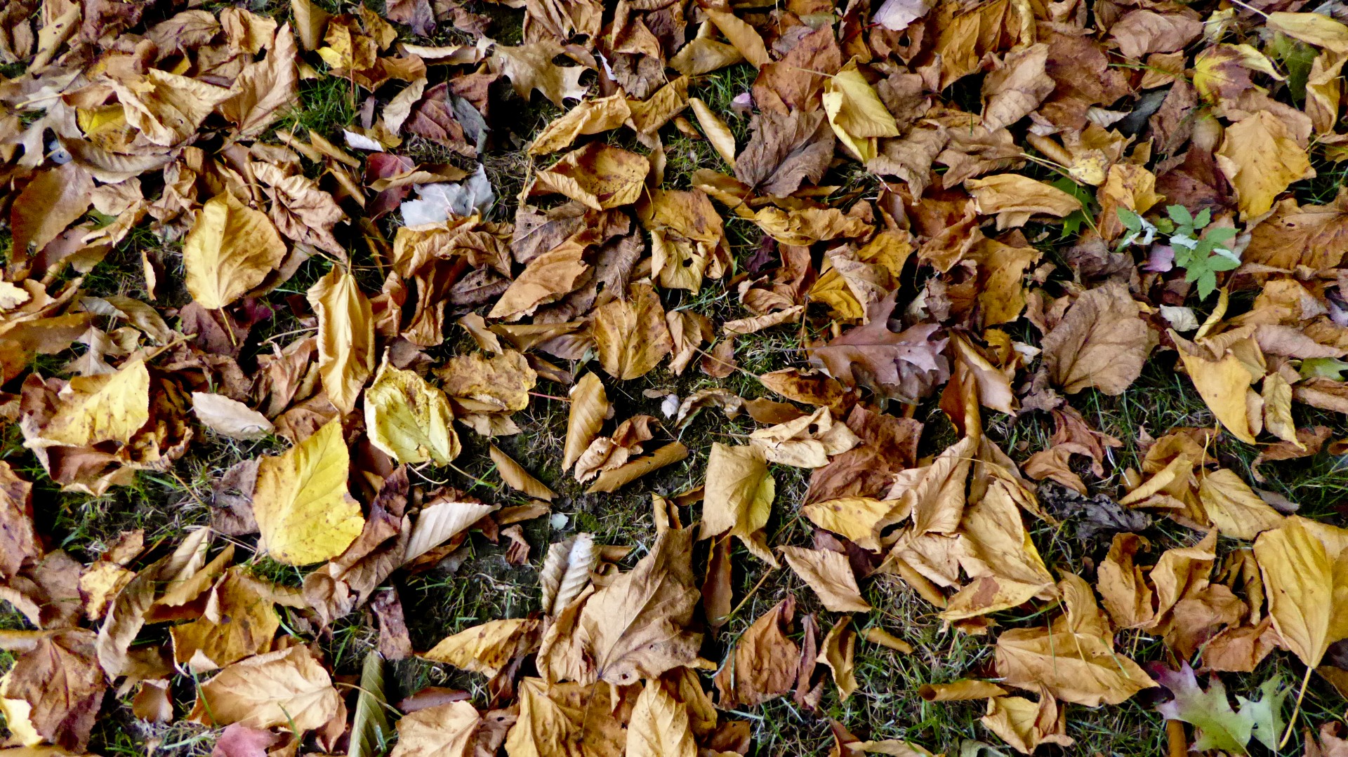 Autumn Leaves Context