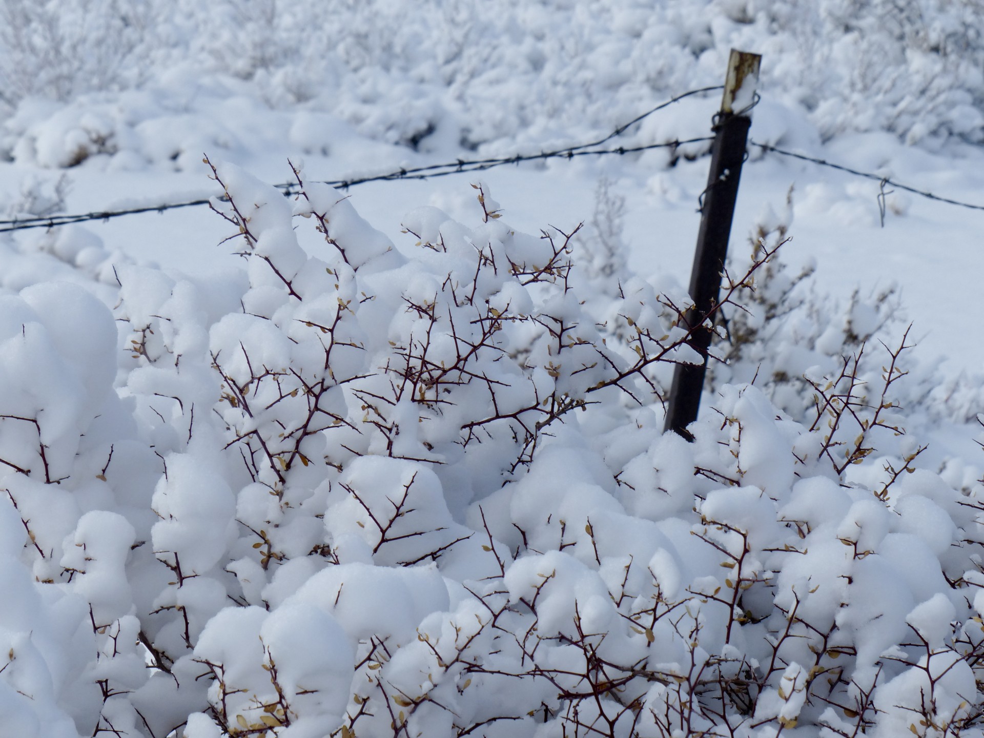 Gard de sârmă ghimpată în zăpadă