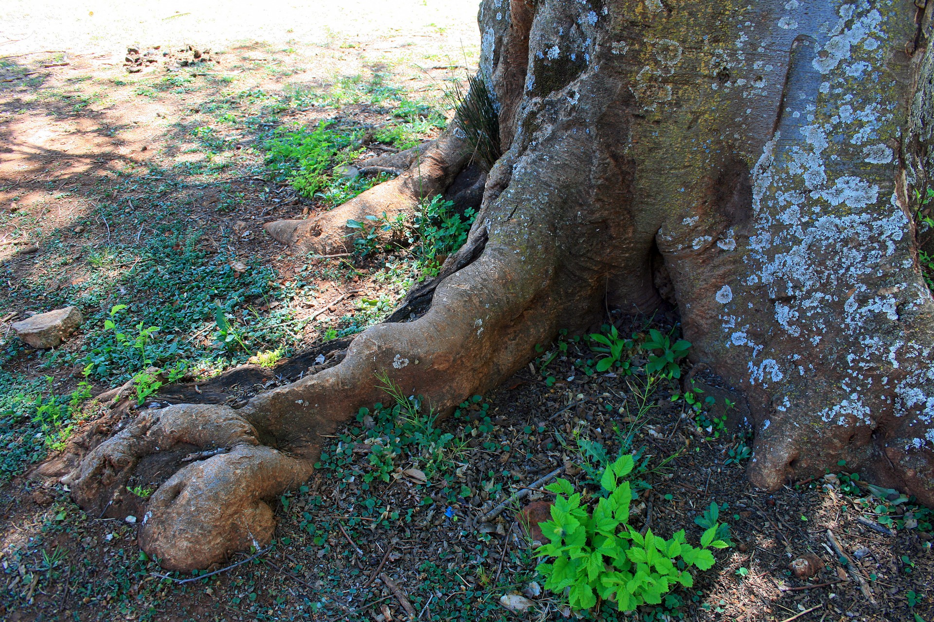 Base Of Tree And Roots
