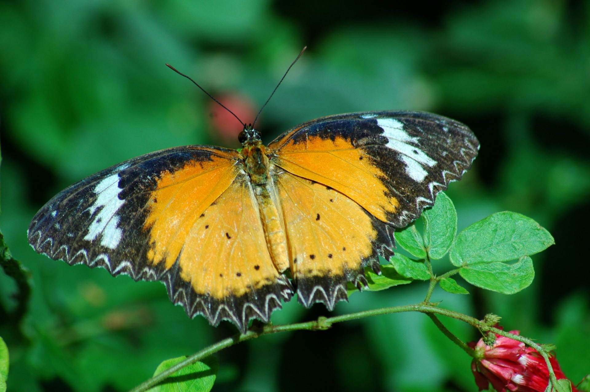 Frumoasa Butterfly