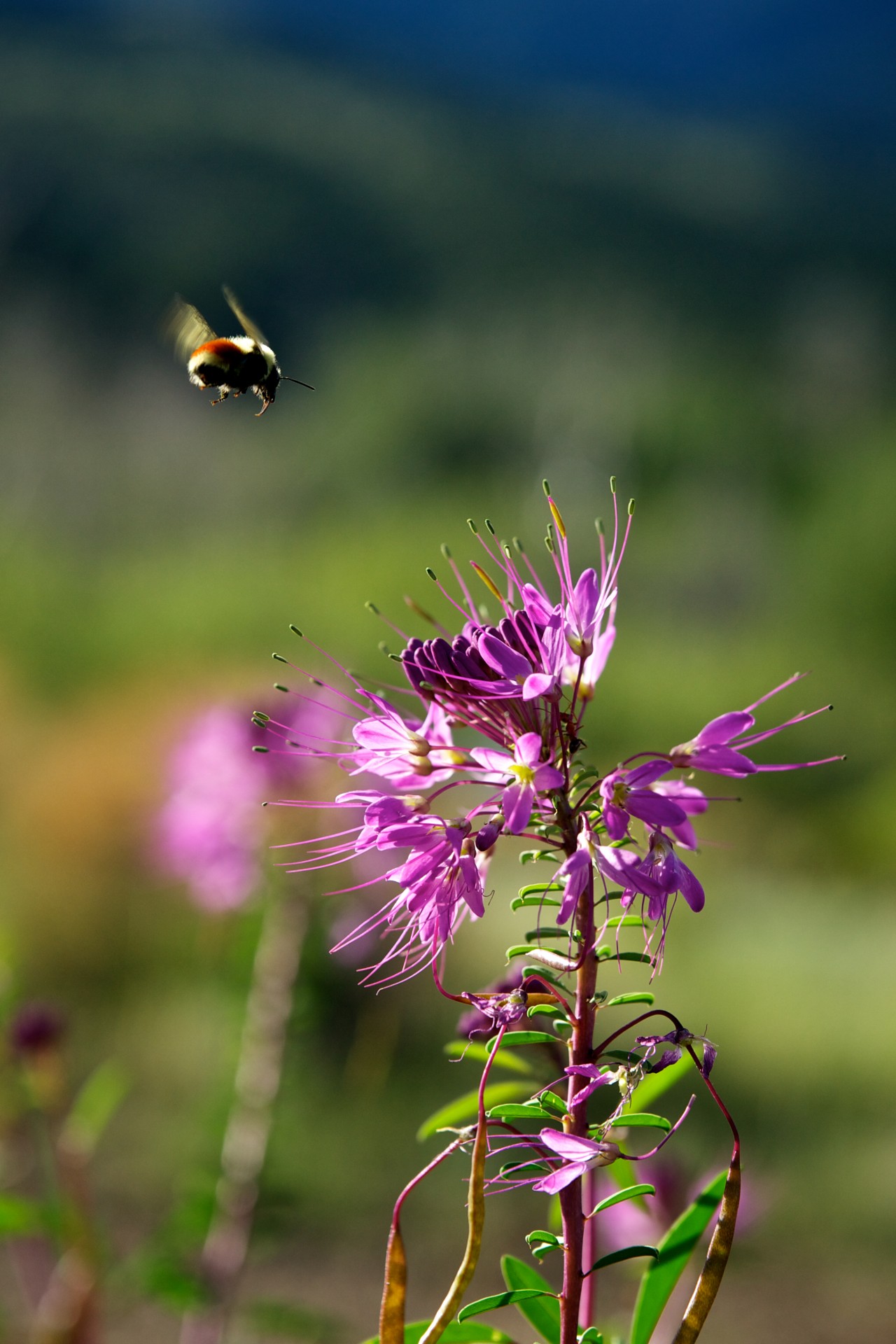 Bee Abordări Wildflower