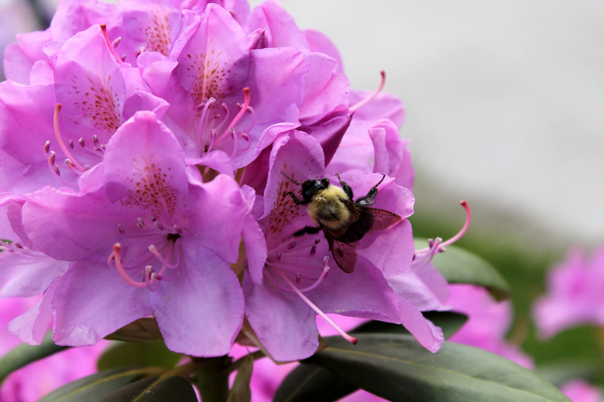 Bee pe flori - 02