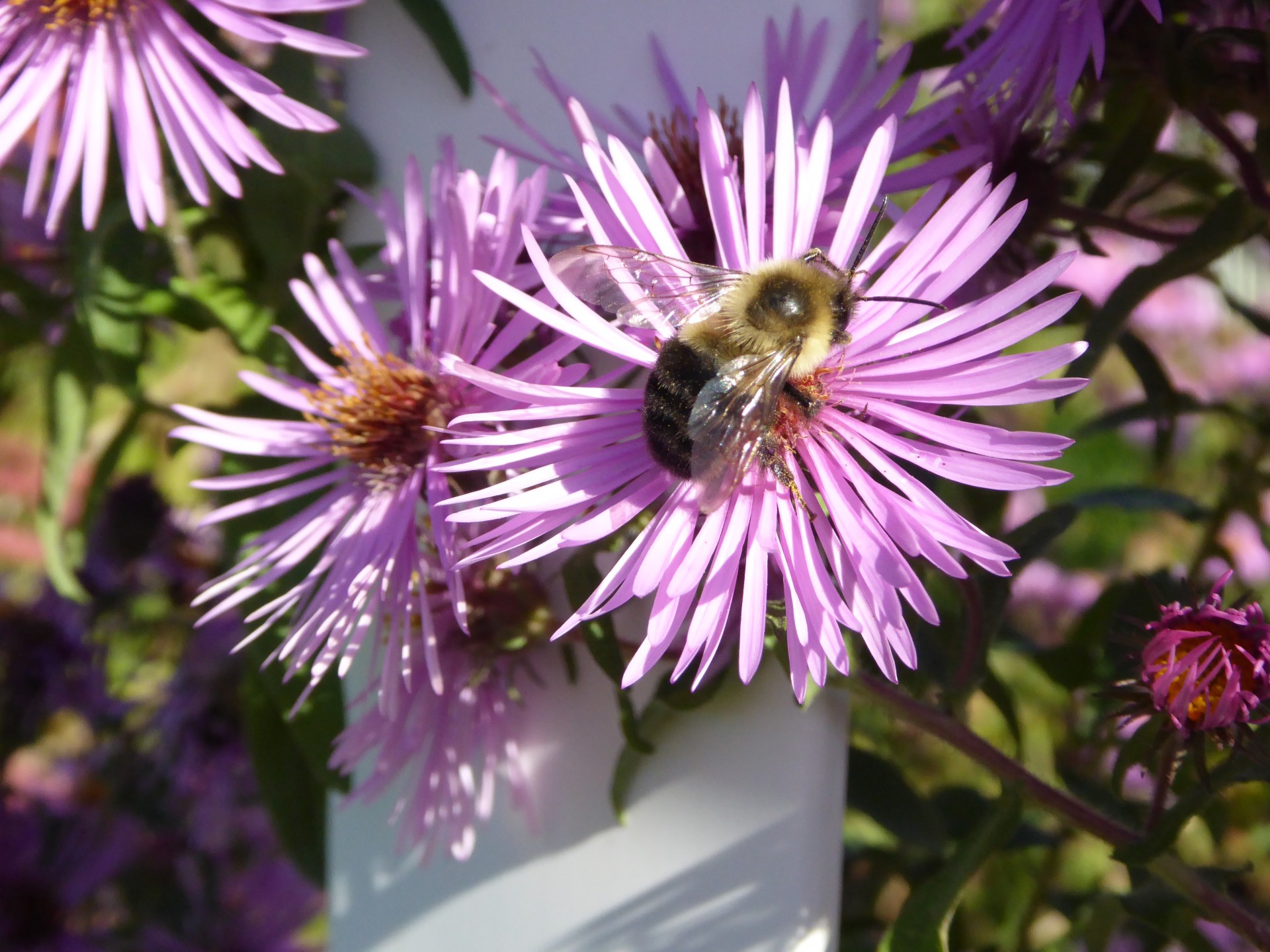 Bee de polenizare o floare