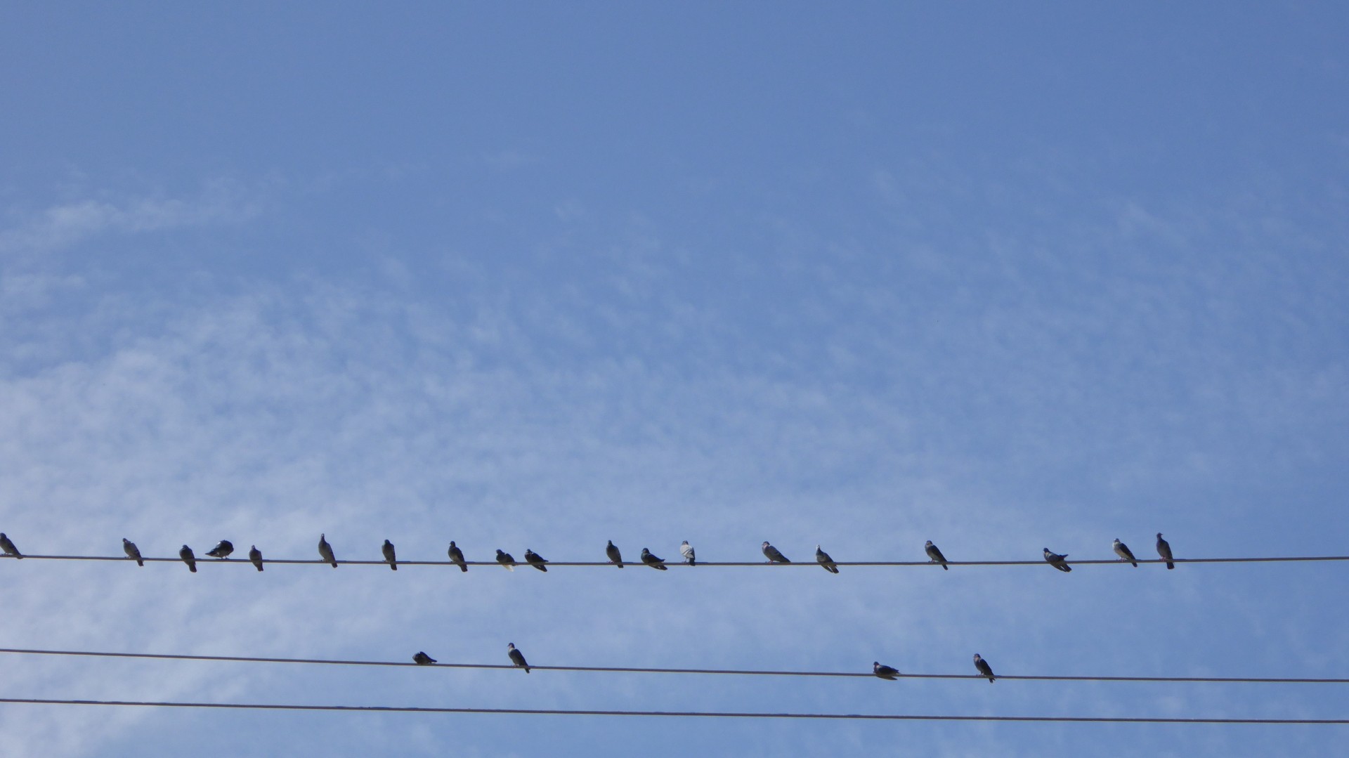 Păsări pe un fundal fir