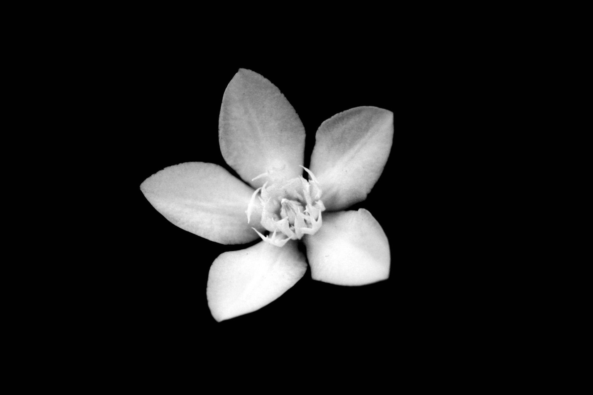 Floare alb-negru
