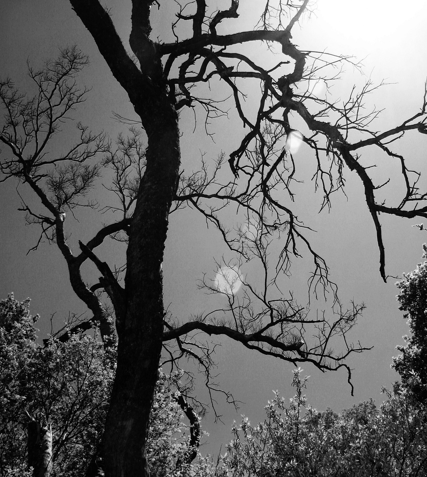 Copac deformat alb-negru