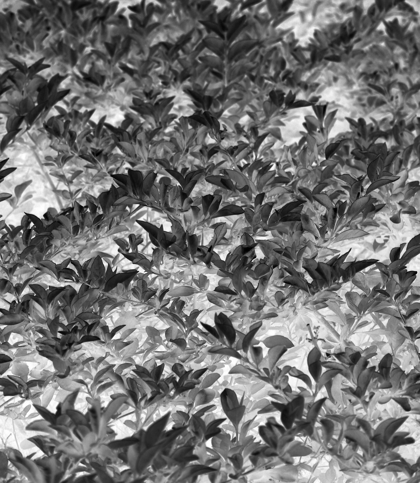 Alb-negru fond frunze