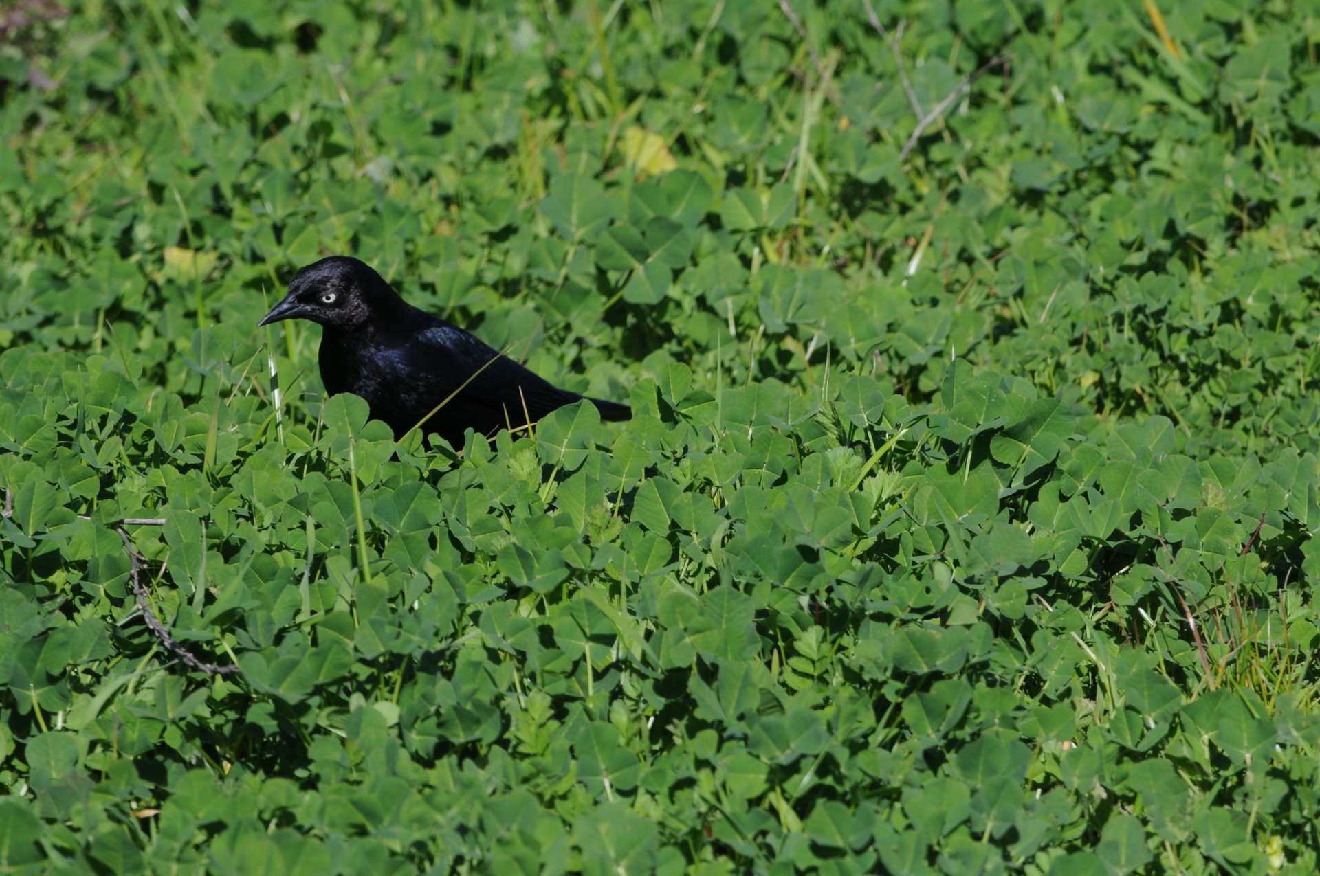 Black Bird în Green Grass