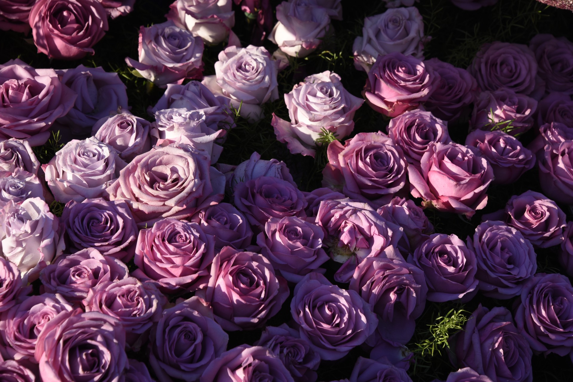 Patura de trandafiri roz