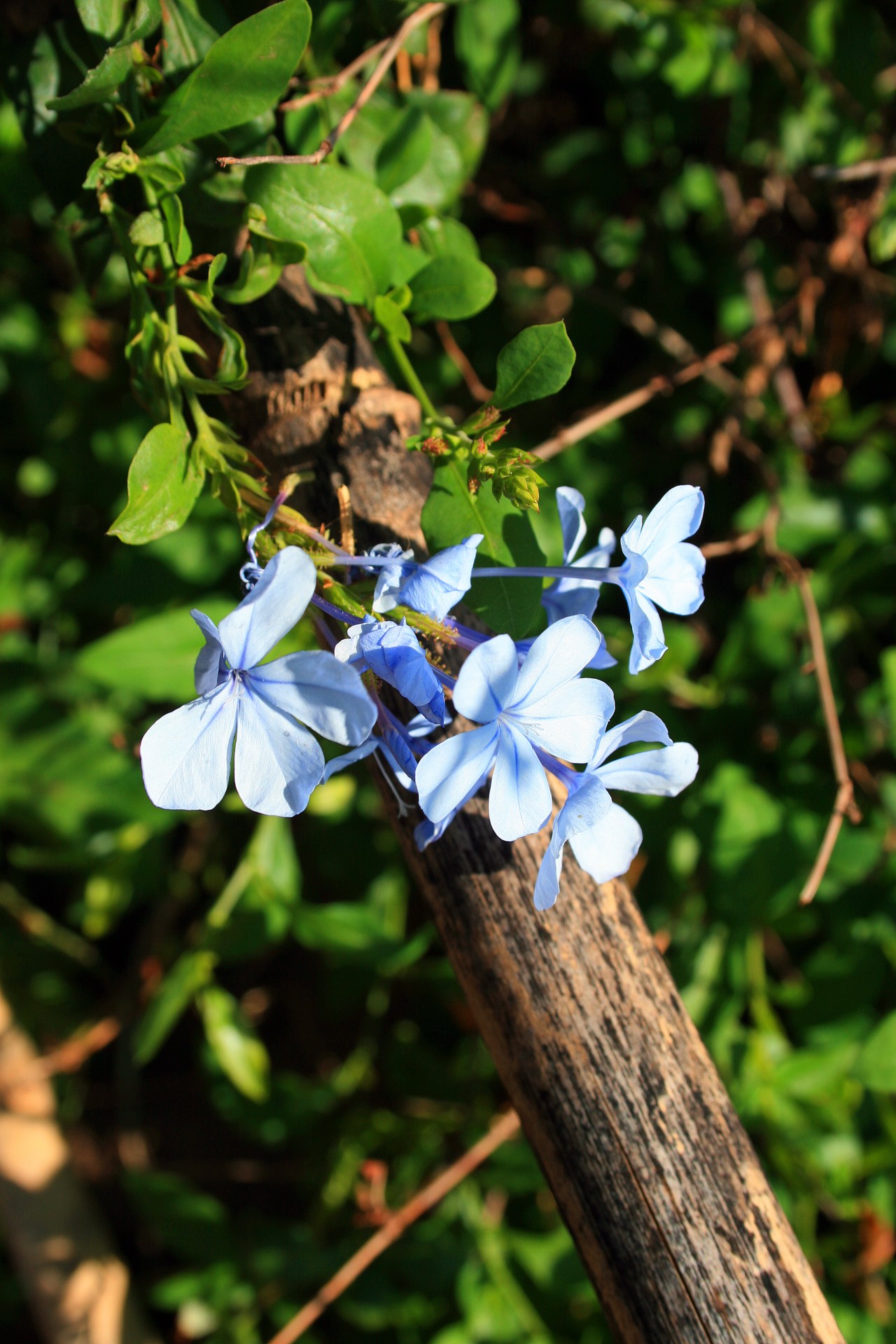 Albastru grup de flori