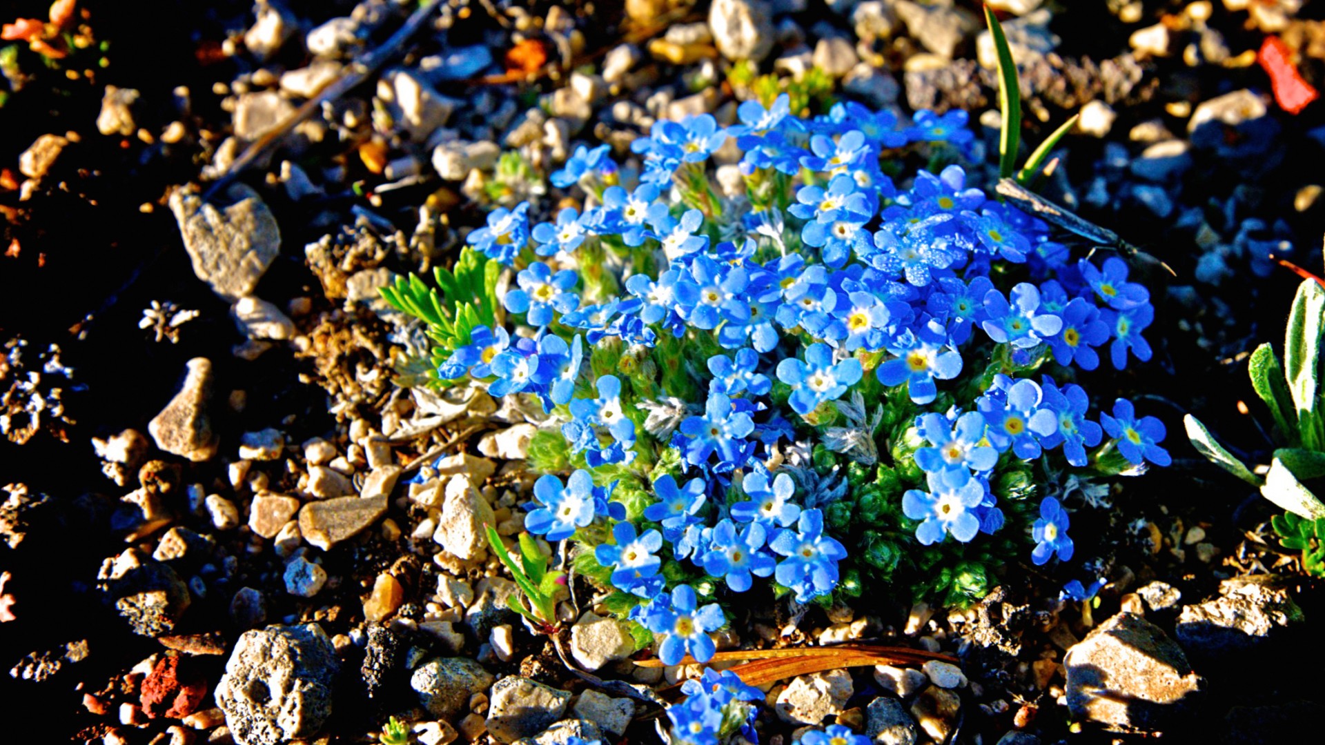 Flori salbatice albastre în Rockies