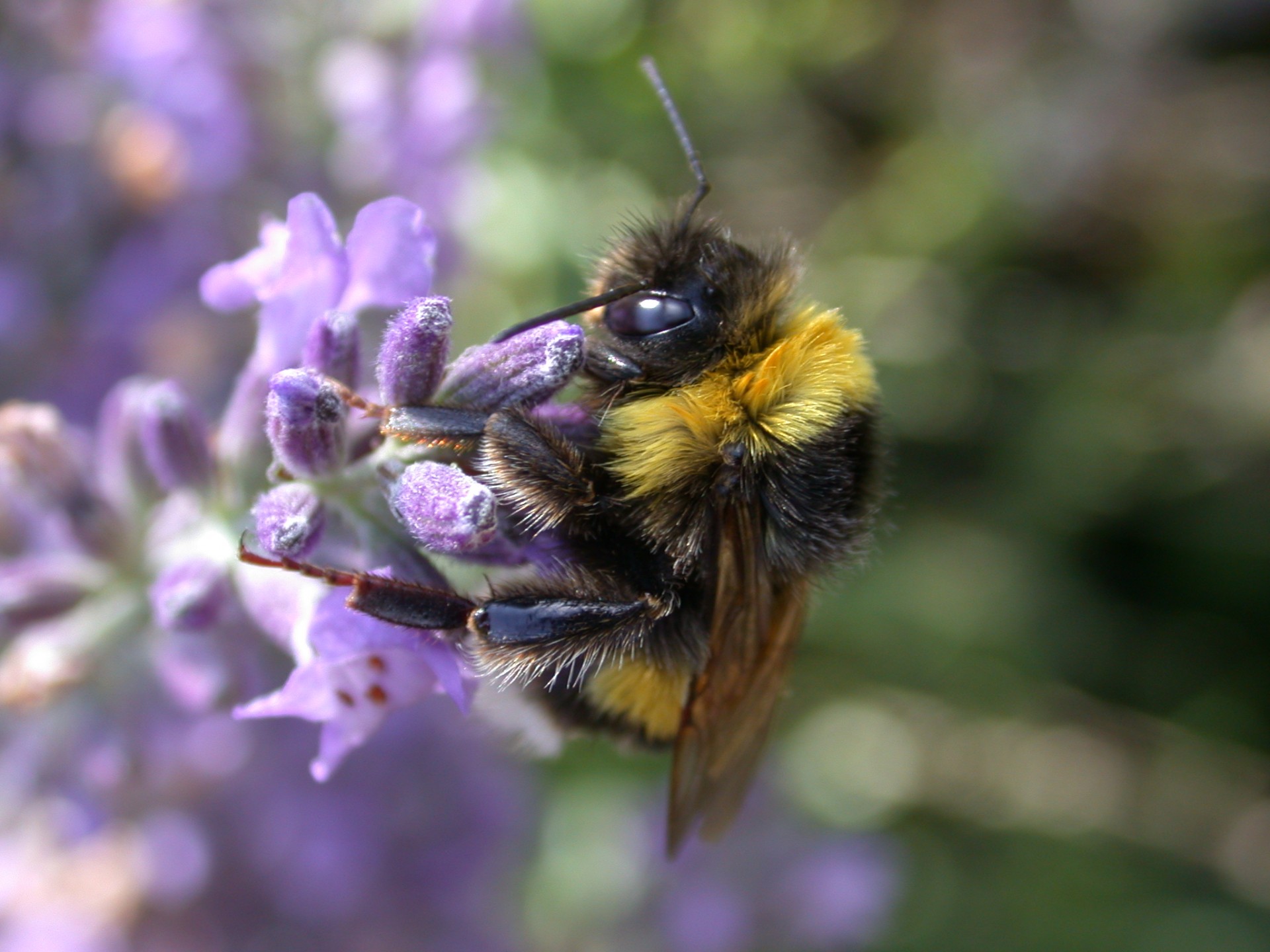 Bumblebee adunare polen