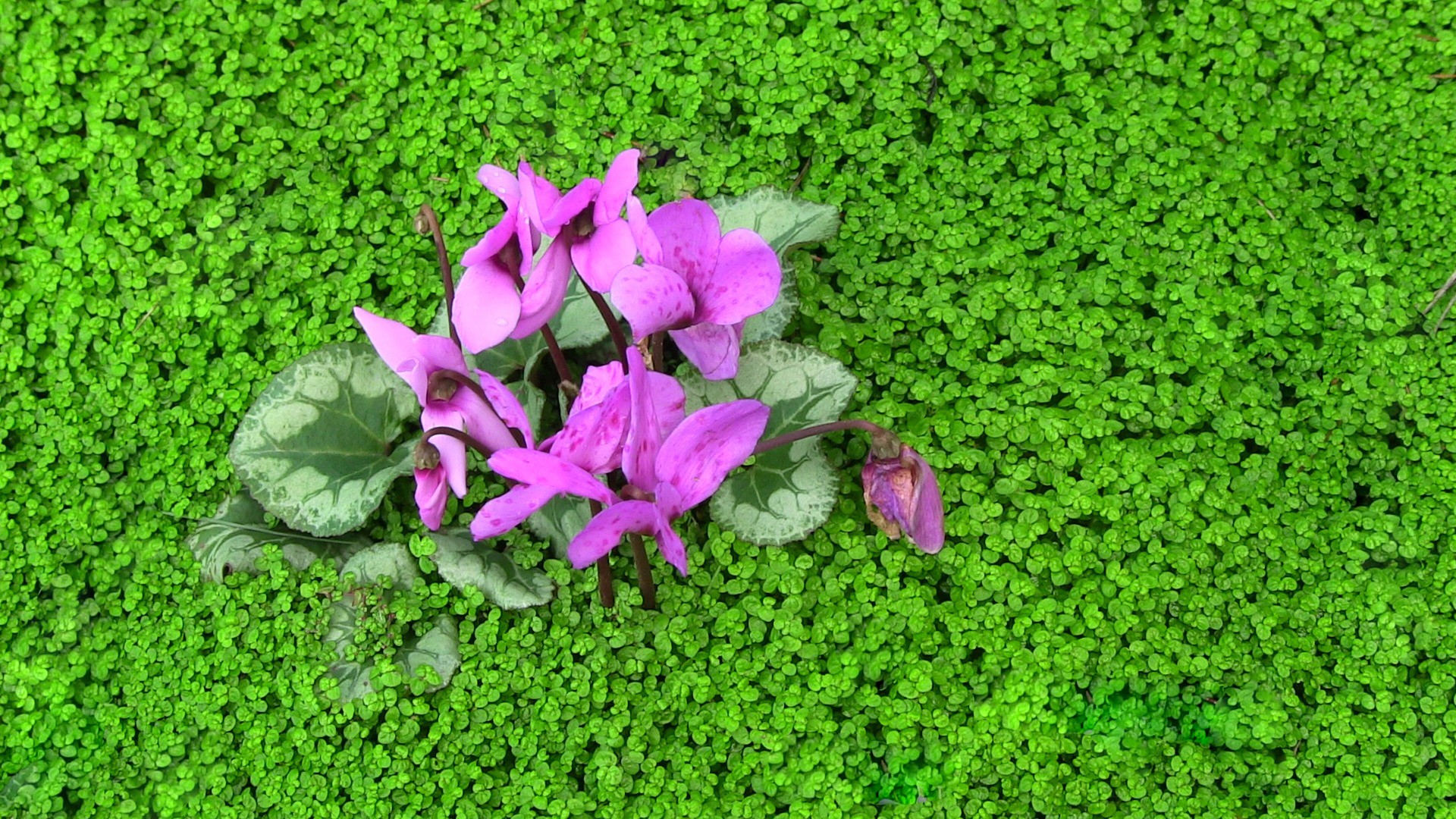 Flori luminoase de culoare roz din plant