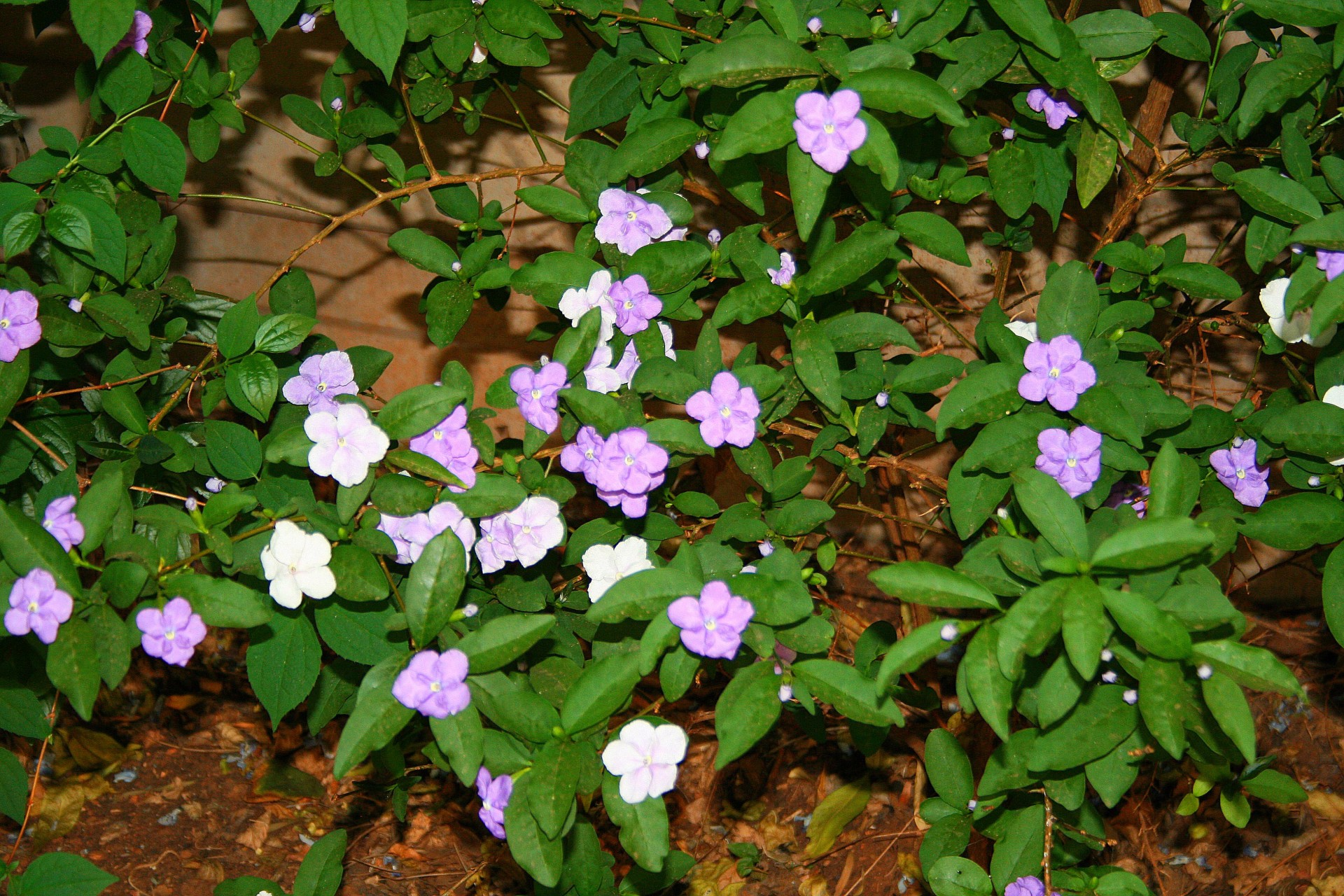 Flori Brunfelsia