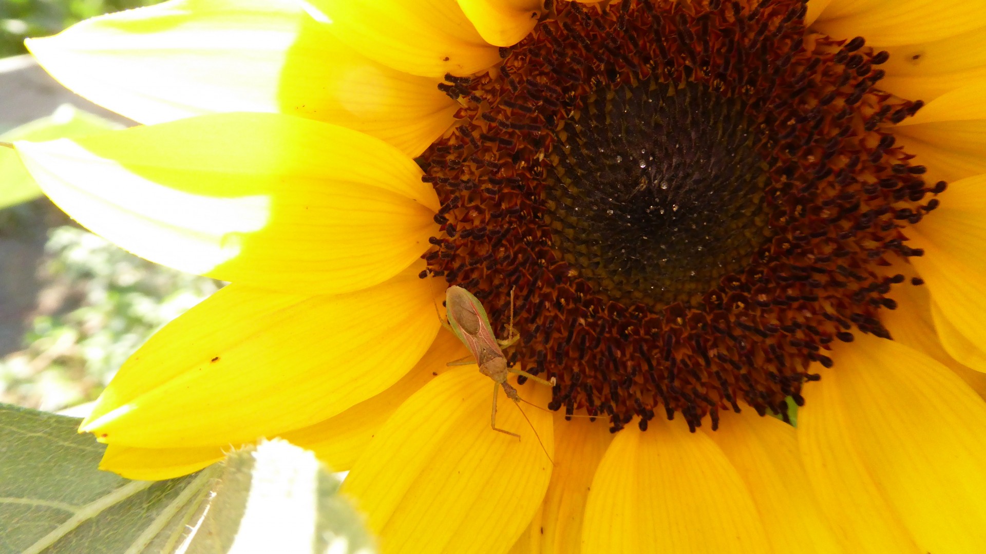 Bug pe o floarea-soarelui
