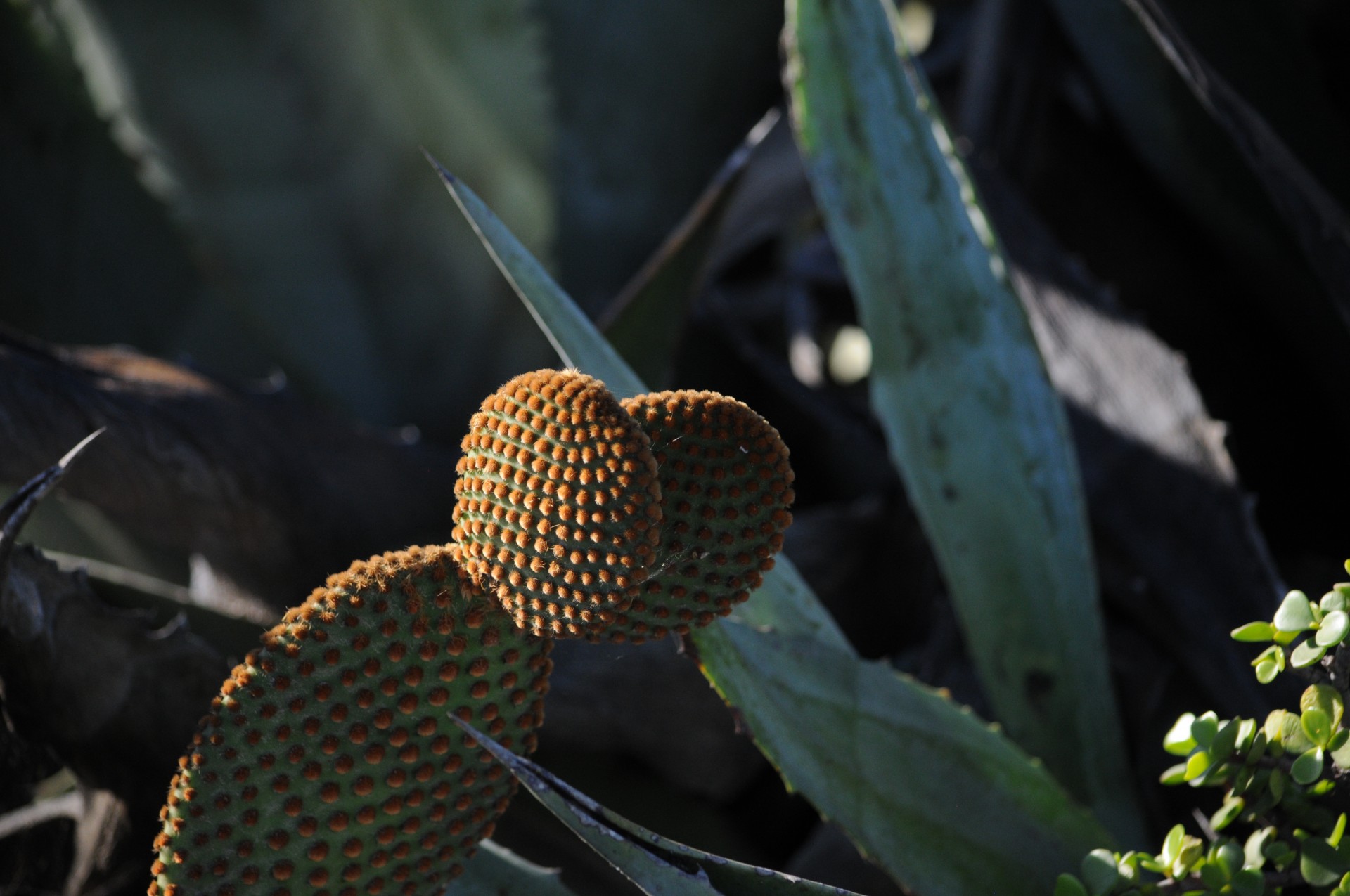 Urechi de iepuraș Cactusii de fundal