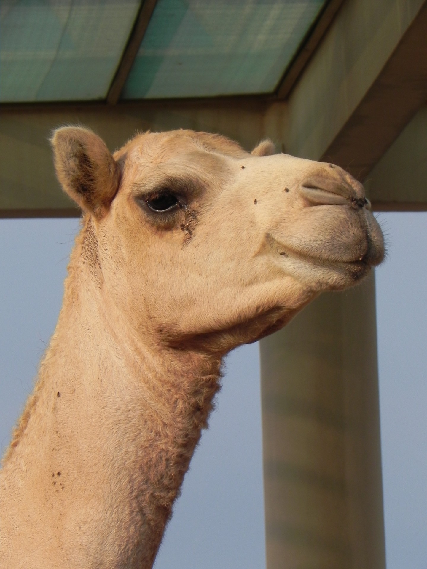 Camel Head 3