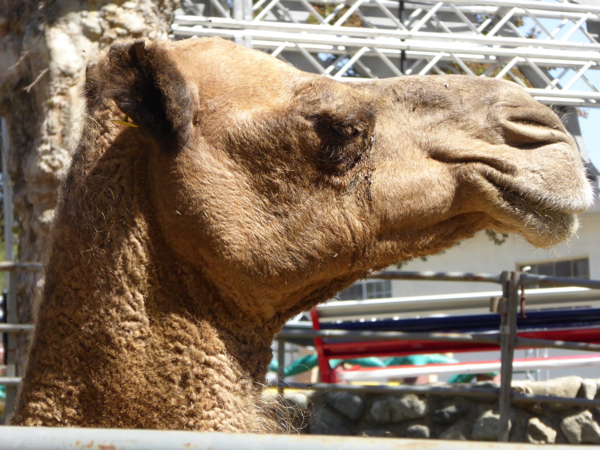 Camel profil
