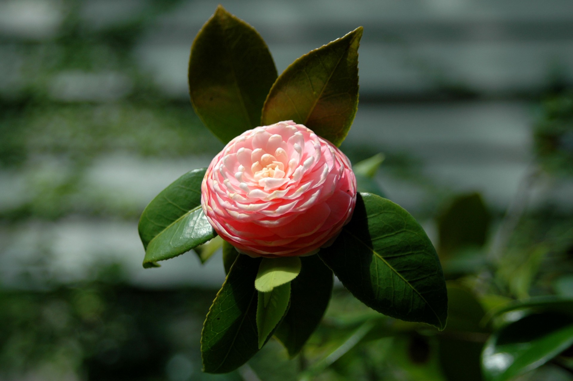 Camellia flori