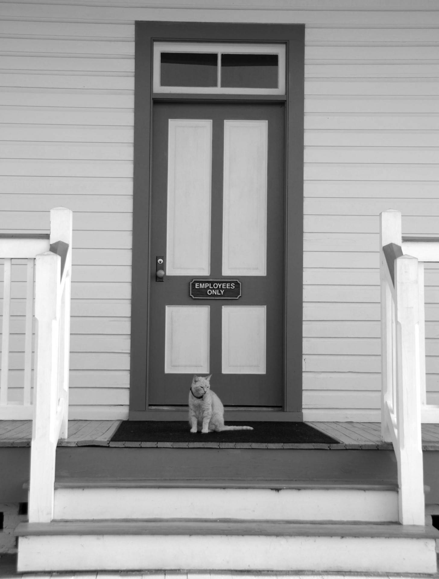 Kot w drzwi krok