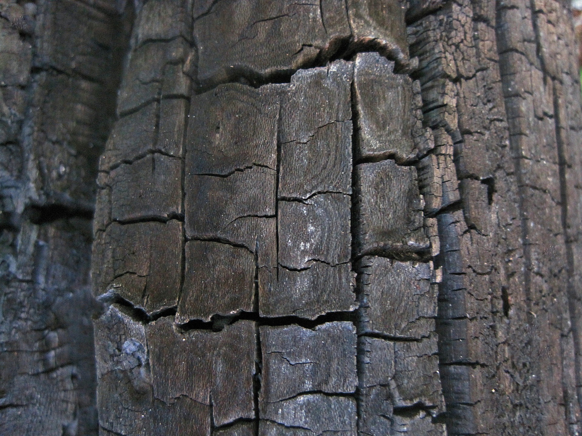Secțiuni de lemn formare charcoaled