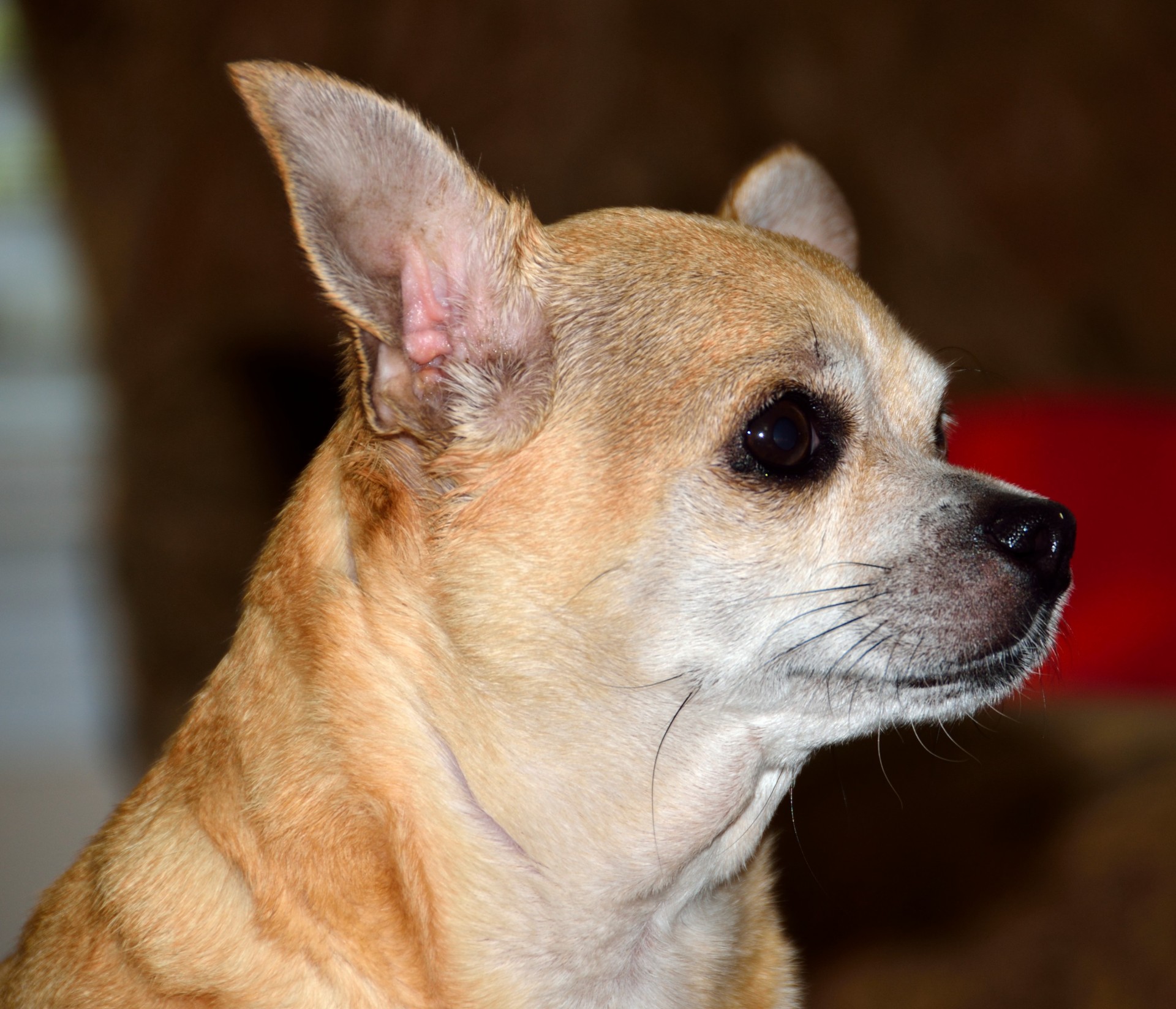 Dog Chihuahua