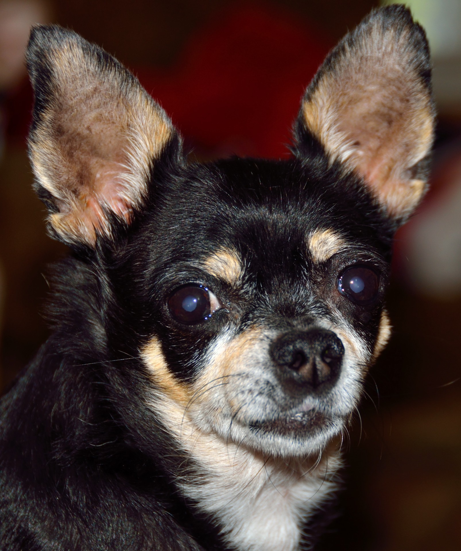 Chihuahua Dog Free Stock Photo Public Domain Pictures
