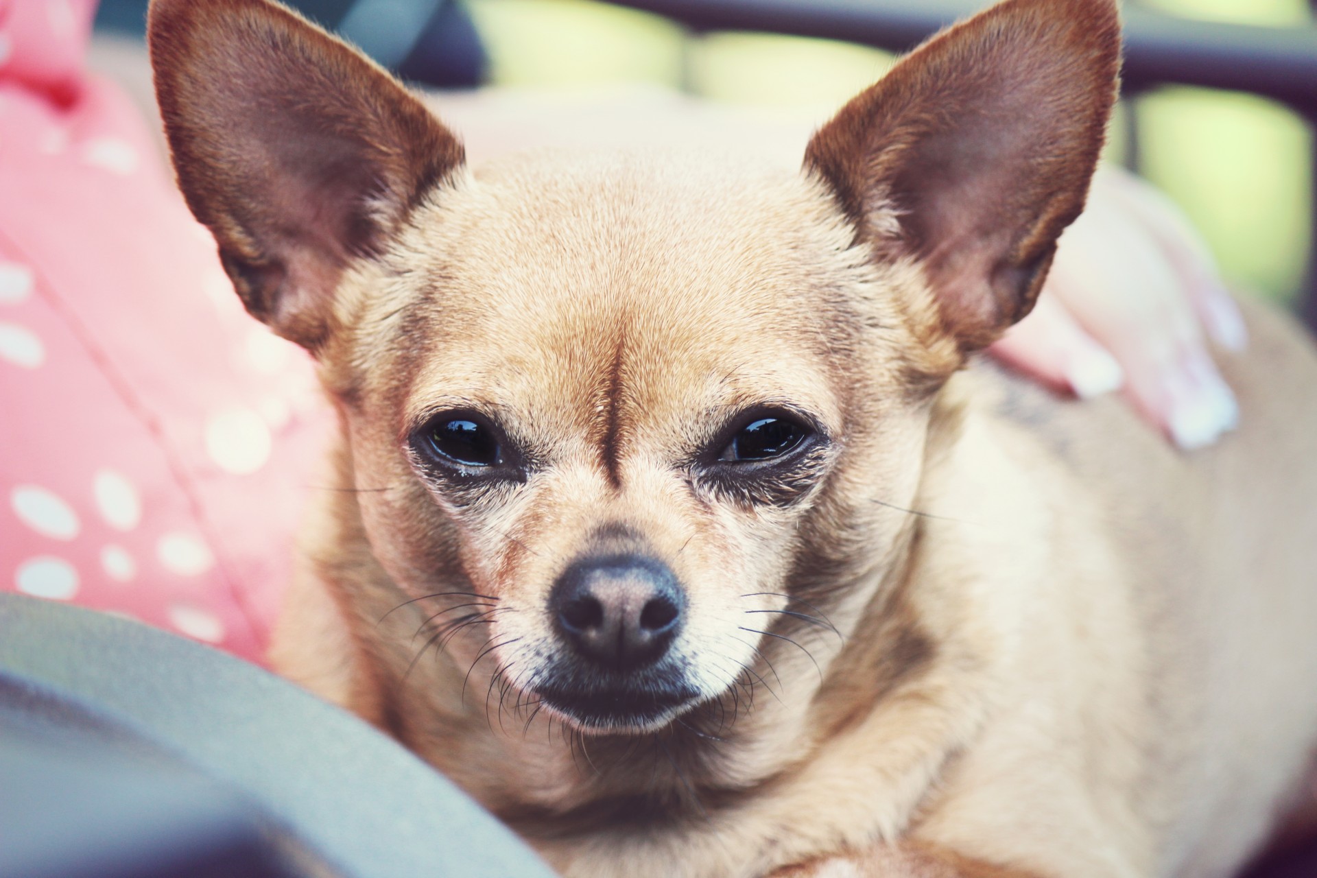 Chihuahua sentada no colo