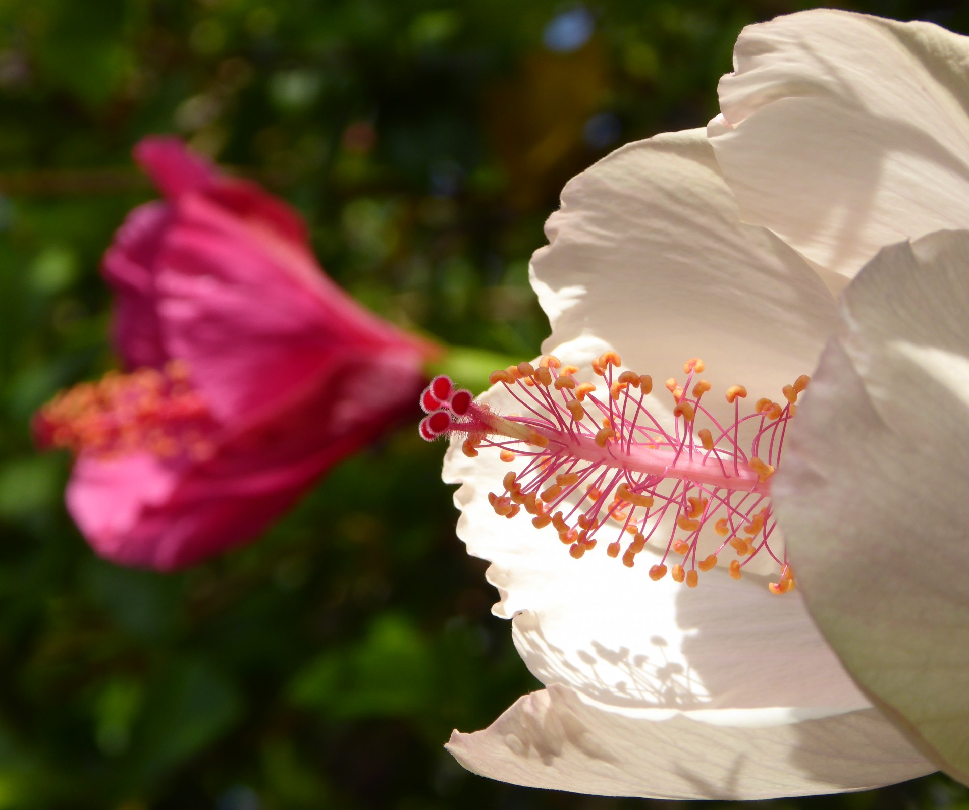 Close-up de o Hibiscus Flower