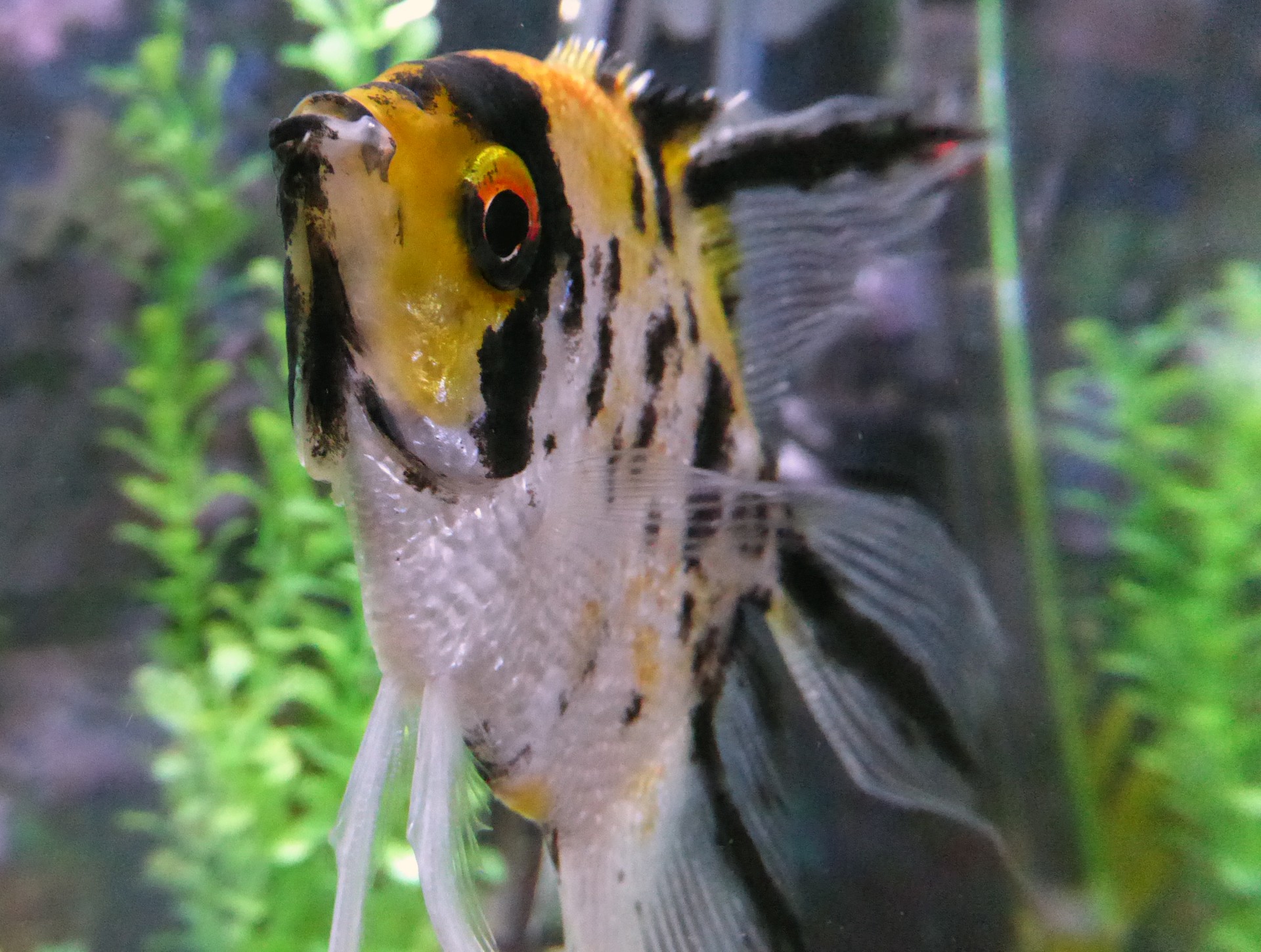 Close-up a unui înger de pește
