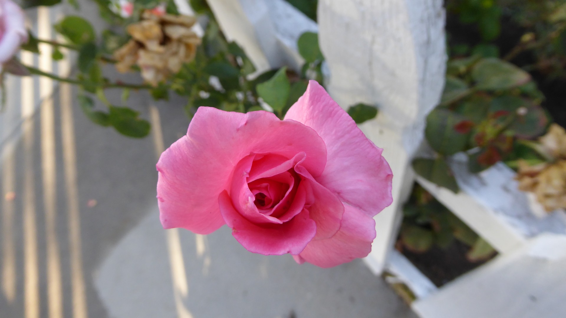 Până aproape de devenire trandafir roz