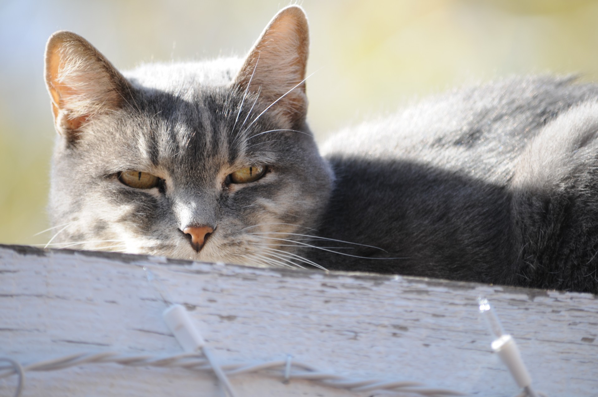 Close-up de pisica pe gard