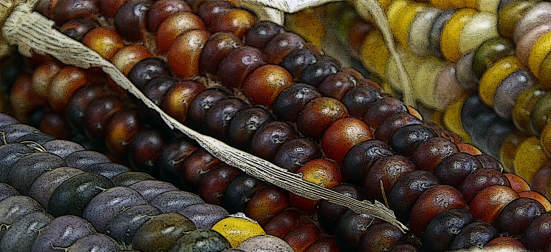 Closeup de fond porumb indian