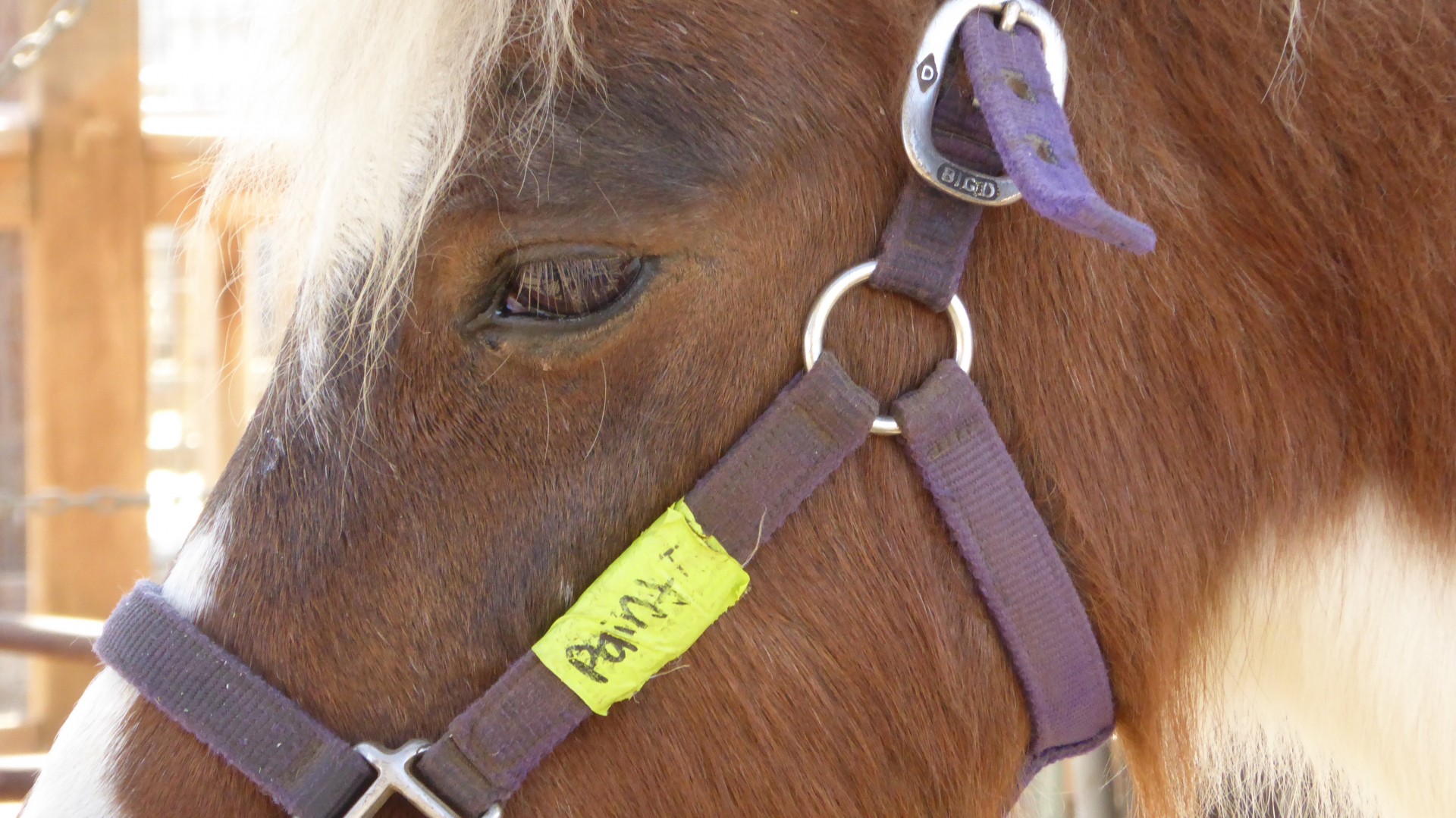 Closeup de cap ponei