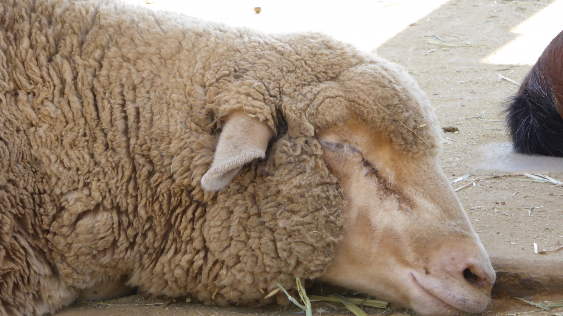 Closeup Of Sleeping Lamb