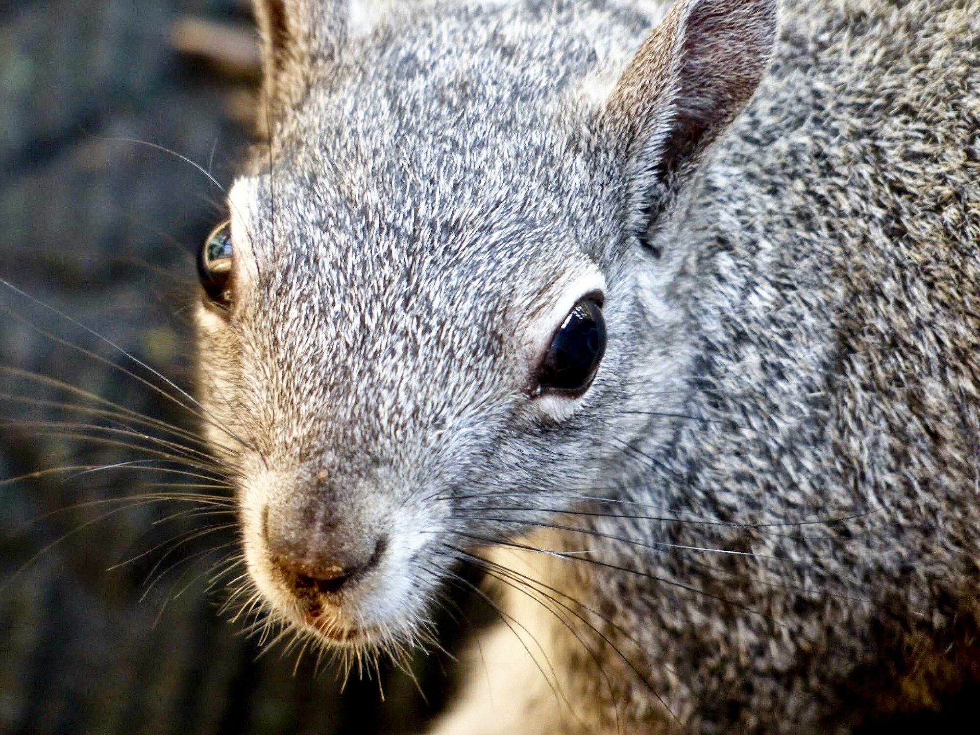 Closeup Face Squirrel