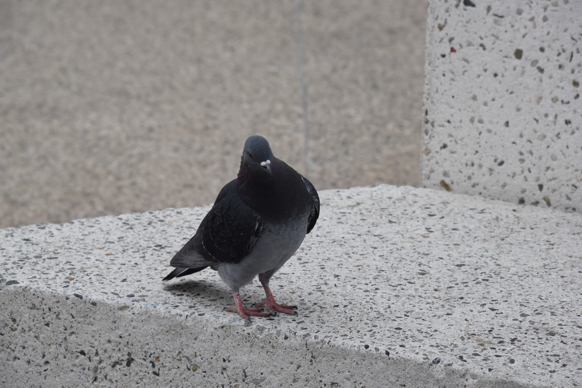 Obraznic Pigeon