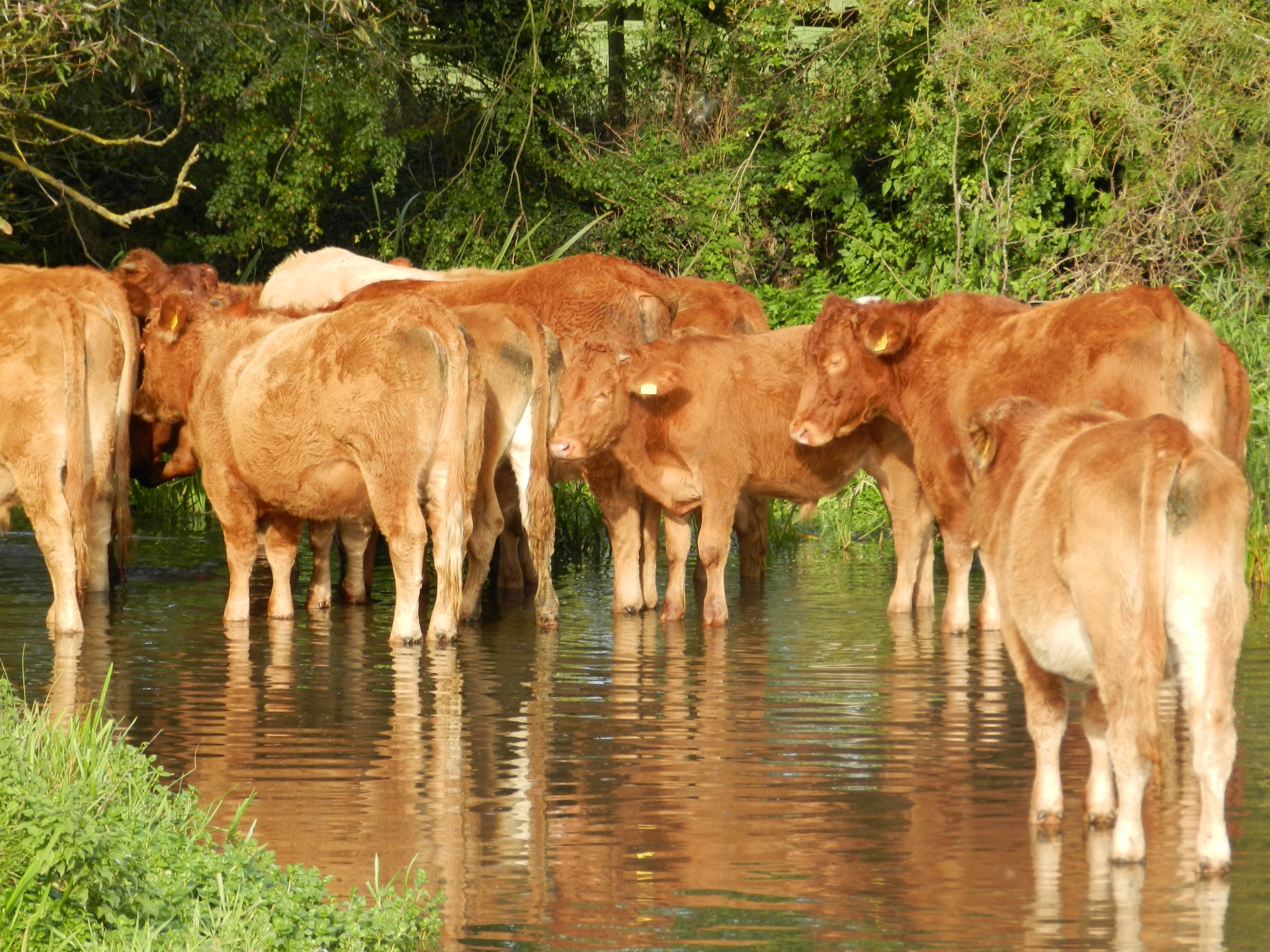 Krowy w rzece Crossing