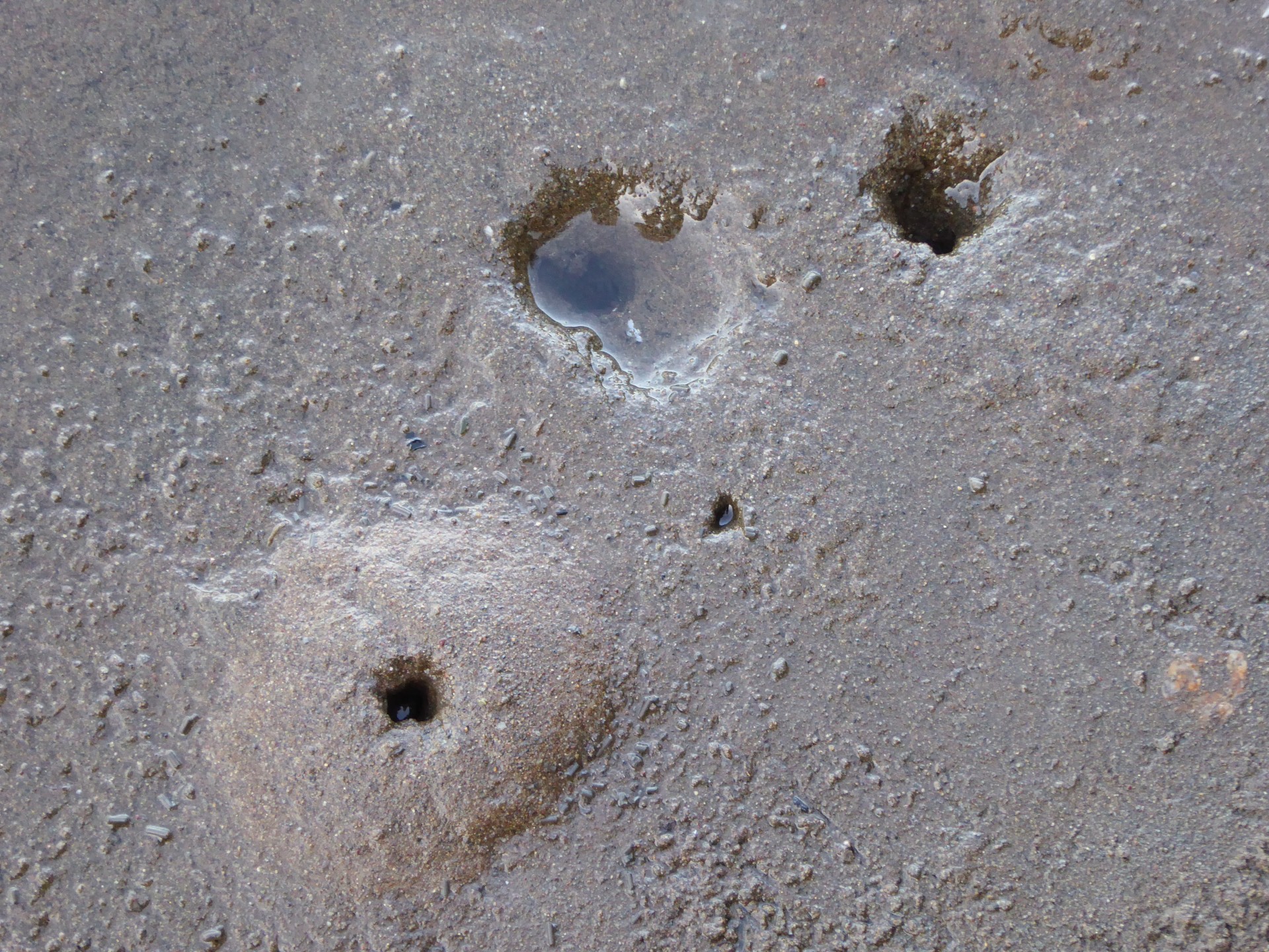 Crab Holes In Wet Sand