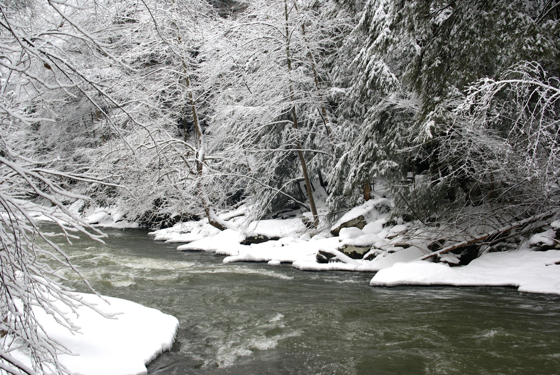 Creek Woods zăpadă
