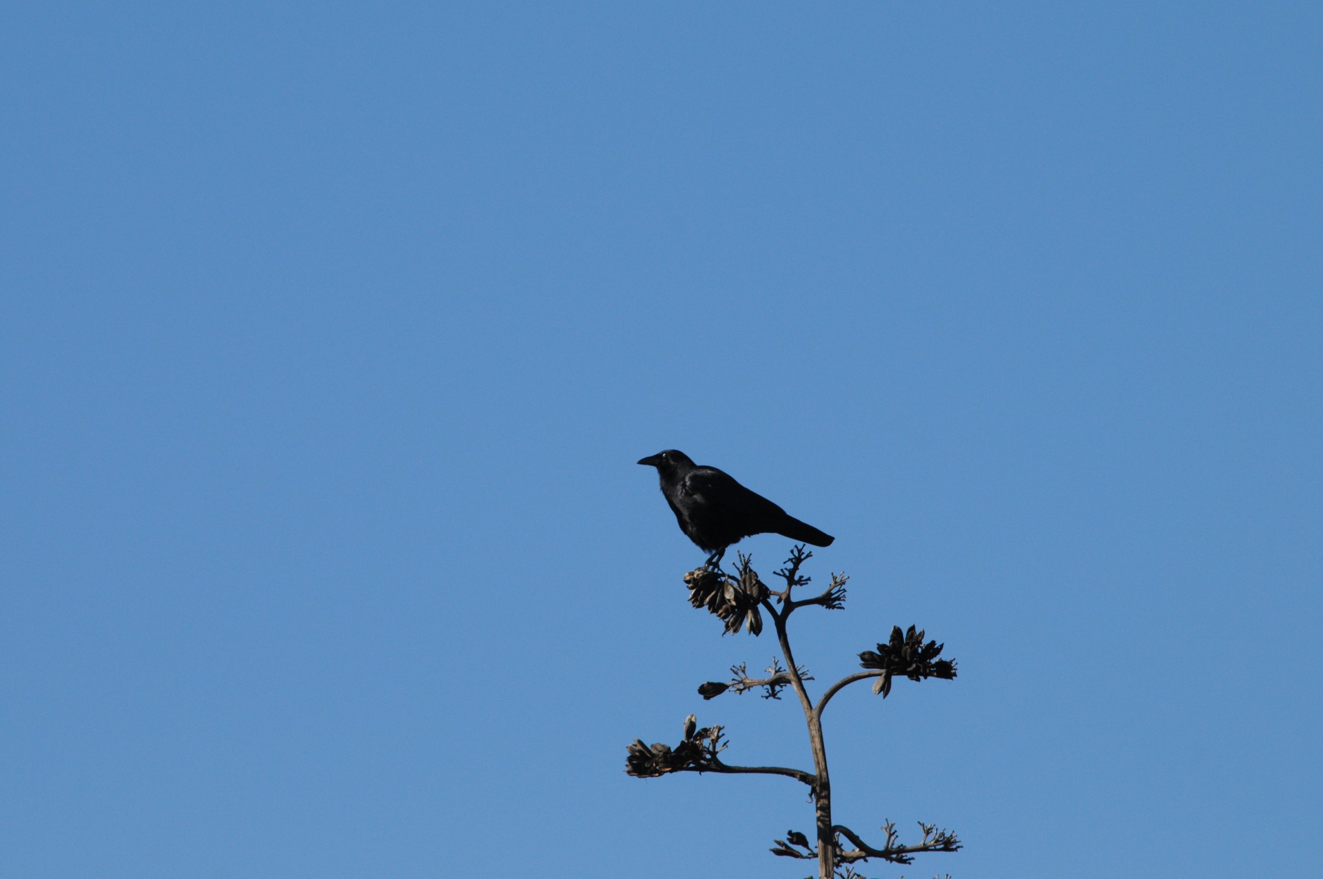 Crow pe partea de sus a unui copac