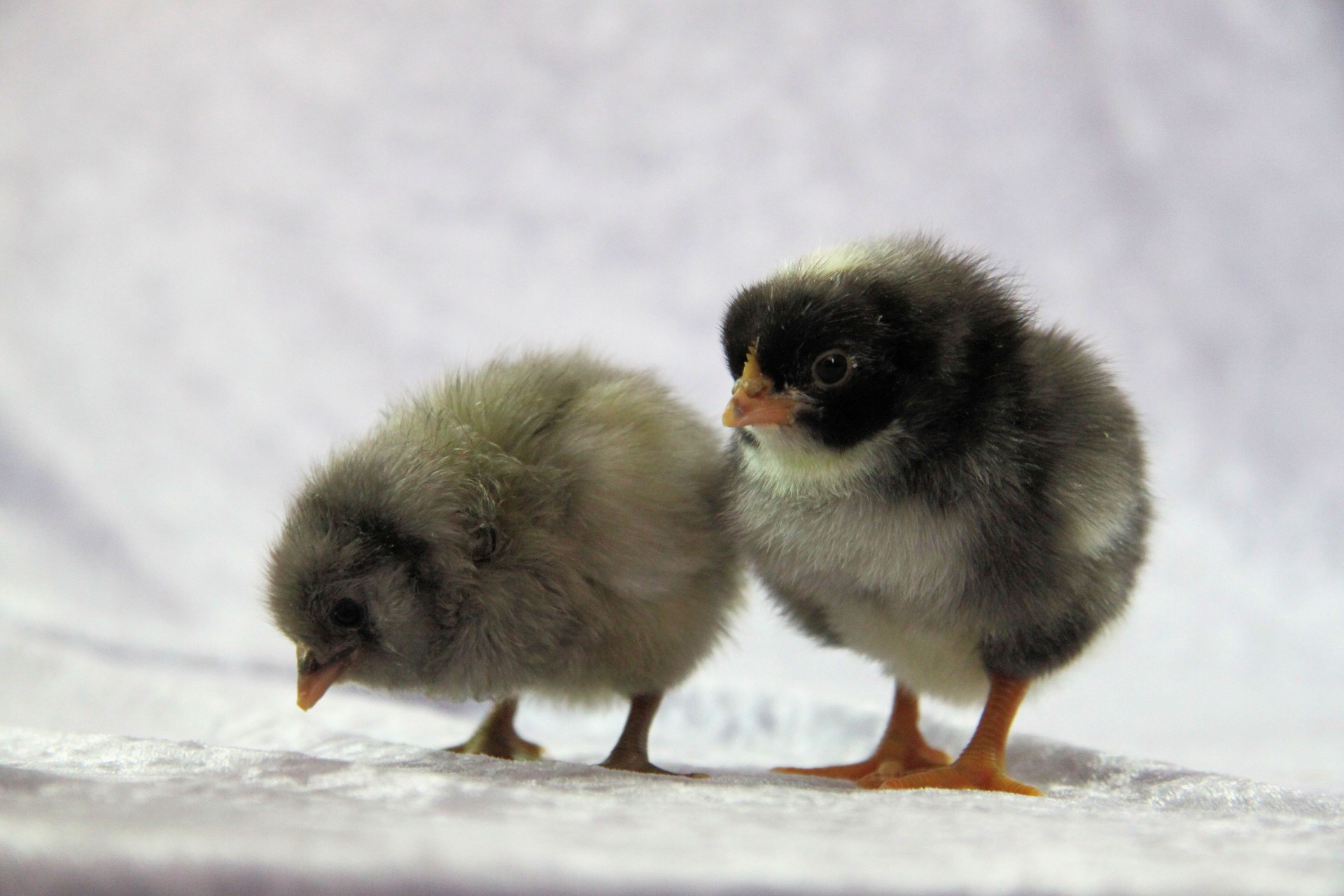 Cute Fluffy Chicks