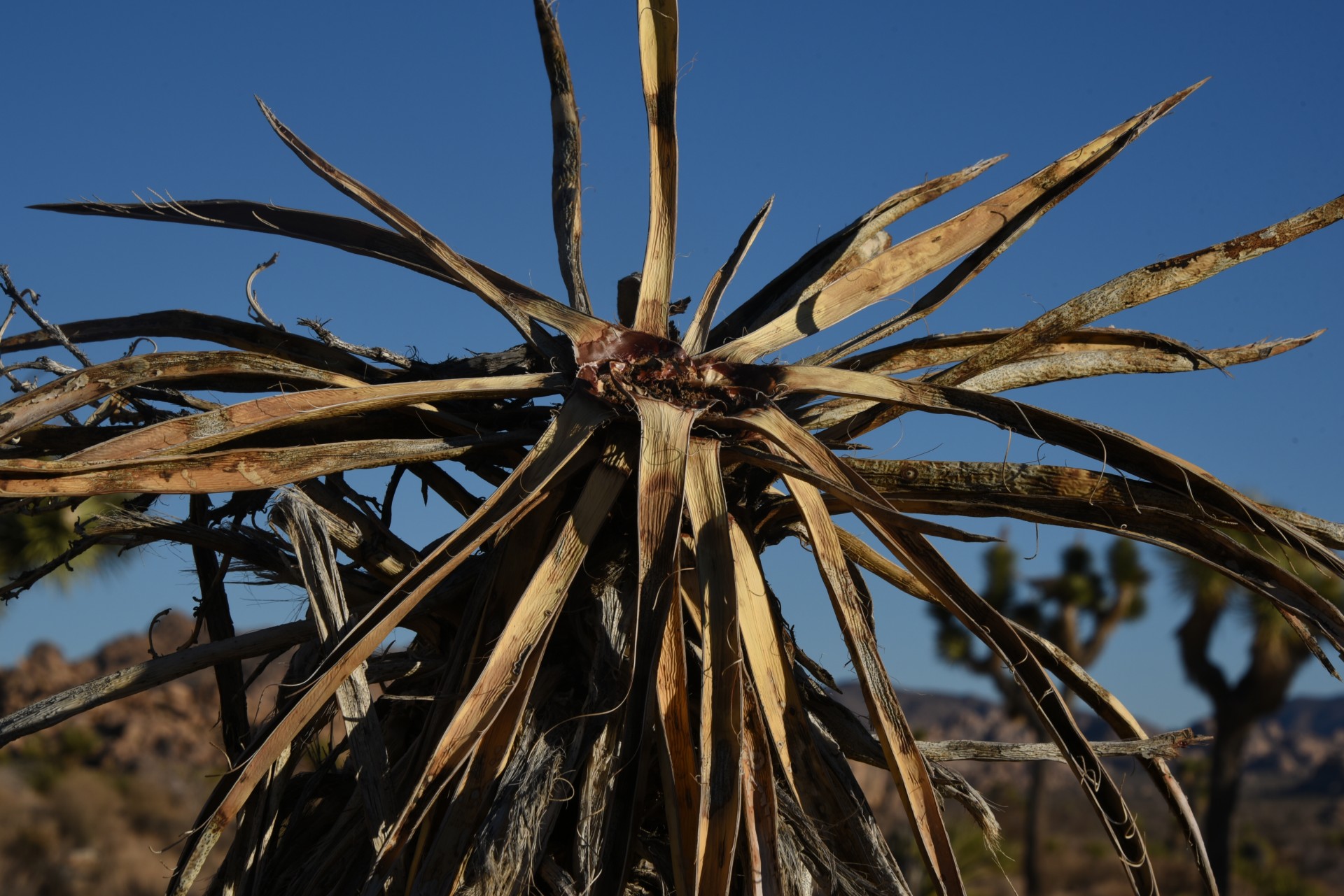 Mort Yucca Plant